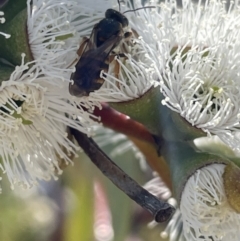 Lasioglossum (Chilalictus) sp. (genus & subgenus) (Halictid bee) at Macgregor, ACT - 22 Oct 2021 by APB