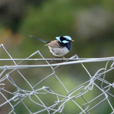 Malurus cyaneus (Superb Fairywren) at Lyneham, ACT - 13 Nov 2021 by RobertD