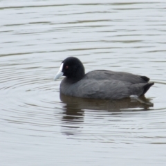 Fulica atra (Eurasian Coot) at Sullivans Creek, Lyneham North - 13 Nov 2021 by RobertD