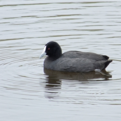 Fulica atra (Eurasian Coot) at Lyneham, ACT - 13 Nov 2021 by RobertD