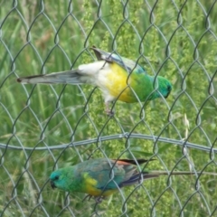 Psephotus haematonotus (Red-rumped Parrot) at Lyneham, ACT - 13 Nov 2021 by RobertD