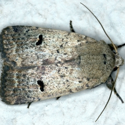 Proteuxoa tibiata (Horseshoe Noctuid) at Ainslie, ACT - 10 Nov 2021 by jb2602