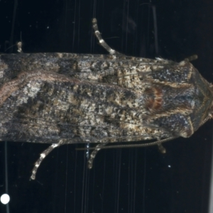 Agrotis porphyricollis at Ainslie, ACT - 10 Nov 2021