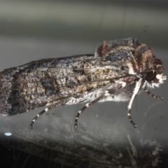 Agrotis porphyricollis at Ainslie, ACT - 10 Nov 2021