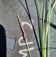 Carex bichenoviana (A Sedge ) at Jarramlee-West MacGregor Grasslands - 27 Oct 2021 by EmilySutcliffe