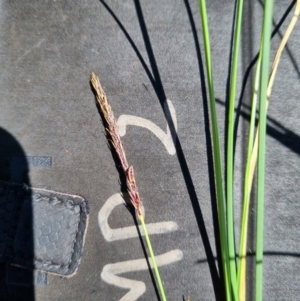 Carex bichenoviana at Macgregor, ACT - 27 Oct 2021