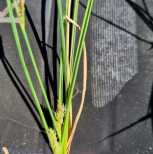 Carex bichenoviana at Macgregor, ACT - 27 Oct 2021 11:54 AM