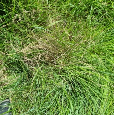 Carex bichenoviana (A Sedge ) at Jerrabomberra Grassland - 9 Nov 2021 by EmilySutcliffe