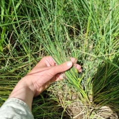 Carex bichenoviana at Jerrabomberra, ACT - 9 Nov 2021 02:30 PM