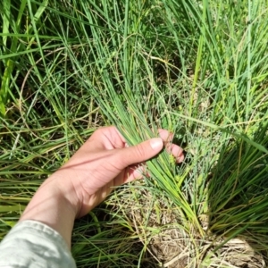 Carex bichenoviana at Jerrabomberra, ACT - 9 Nov 2021