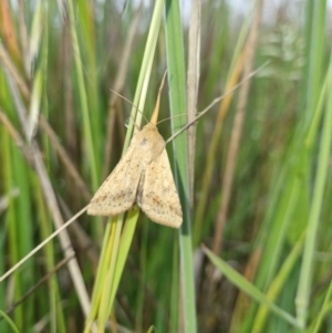 Helicoverpa (genus) at Franklin, ACT - 10 Nov 2021 09:27 AM