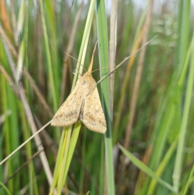 Helicoverpa (genus) (A bollworm) at Budjan Galindji (Franklin Grassland) Reserve - 9 Nov 2021 by EmilySutcliffe