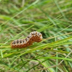 Pterolocera (genus) (Antheliid moth) at Harrison, ACT - 11 Nov 2021 by EmilySutcliffe