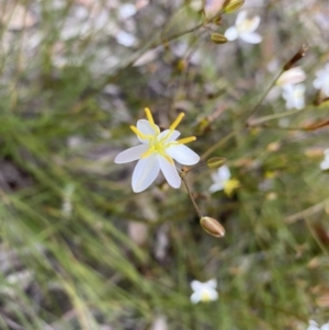 Thelionema caespitosum at Penrose, NSW - 3 Nov 2021