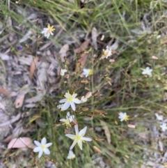 Thelionema caespitosum at Penrose, NSW - 3 Nov 2021