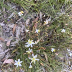 Thelionema caespitosum at Penrose, NSW - 3 Nov 2021