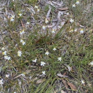 Thelionema caespitosum at Penrose, NSW - 3 Nov 2021