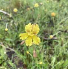 Goodenia paradoxa (Spur Goodenia) at Bungendore, NSW - 13 Nov 2021 by yellowboxwoodland