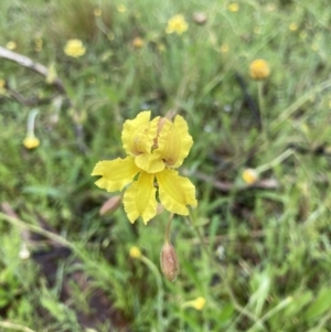 Goodenia paradoxa at Bungendore, NSW - 13 Nov 2021 11:07 AM