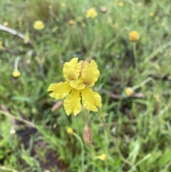 Velleia paradoxa (Spur Velleia) at Bungendore, NSW - 13 Nov 2021 by yellowboxwoodland