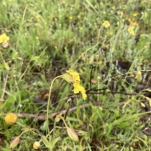 Goodenia paradoxa at Bungendore, NSW - 13 Nov 2021 11:07 AM