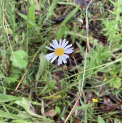 Brachyscome sp. (Cut-leaf Daisy) at Bungendore, NSW - 13 Nov 2021 by yellowboxwoodland