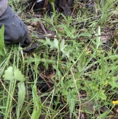 Brachyscome sp. at Bungendore, NSW - 13 Nov 2021 11:06 AM