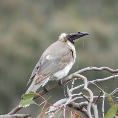 Philemon corniculatus (Noisy Friarbird) at Kambah, ACT - 13 Nov 2021 by MatthewFrawley