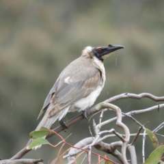 Philemon corniculatus (Noisy Friarbird) at Kambah, ACT - 12 Nov 2021 by MatthewFrawley