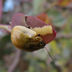 Paropsisterna cloelia (Eucalyptus variegated beetle) at Jerrabomberra, ACT - 11 Nov 2021 by Christine