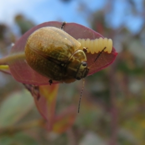 Paropsisterna cloelia at Jerrabomberra, ACT - 11 Nov 2021