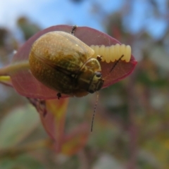 Paropsisterna cloelia at Jerrabomberra, ACT - 11 Nov 2021