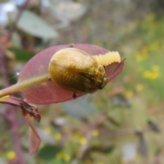 Paropsisterna cloelia at Jerrabomberra, ACT - 11 Nov 2021