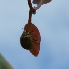 Paropsisterna cloelia at Jerrabomberra, ACT - 11 Nov 2021 03:28 PM