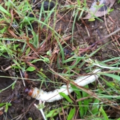 Hepialidae (family) IMMATURES (Unidentified IMMATURE Swift or Ghost Moth) at Lower Boro, NSW - 12 Nov 2021 by mcleana