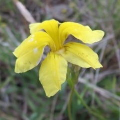 Goodenia pinnatifida (Scrambled Eggs) at Campbell Park Woodland - 11 Nov 2021 by Christine