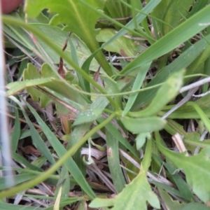 Goodenia pinnatifida at Pialligo, ACT - 11 Nov 2021