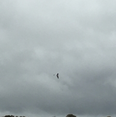 Haliaeetus leucogaster (White-bellied Sea-Eagle) at Lower Boro, NSW - 13 Nov 2021 by mcleana