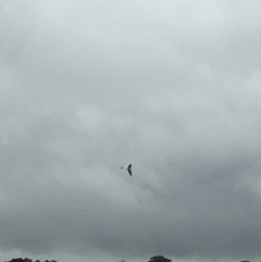 Haliaeetus leucogaster (White-bellied Sea-Eagle) at Lower Boro, NSW - 12 Nov 2021 by mcleana