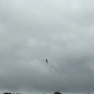 Haliaeetus leucogaster at Lower Boro, NSW - 13 Nov 2021