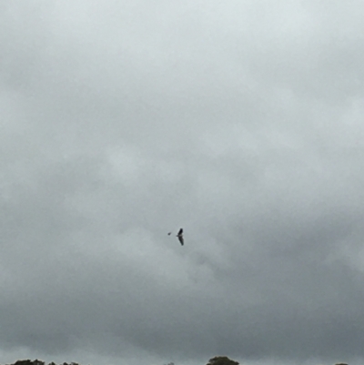 Haliaeetus leucogaster (White-bellied Sea-Eagle) at Lower Boro, NSW - 12 Nov 2021 by mcleana