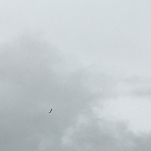 Haliaeetus leucogaster at Lower Boro, NSW - 13 Nov 2021