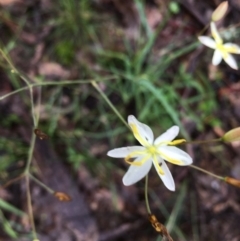 Thelionema caespitosum (Tufted Blue Lily) at Lower Boro, NSW - 12 Nov 2021 by mcleana