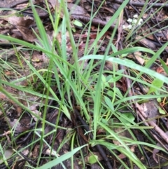 Thelionema caespitosum at Lower Boro, NSW - 13 Nov 2021