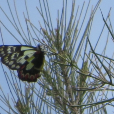Delias aganippe (Spotted Jezebel) at Stromlo, ACT - 11 Nov 2021 by Christine