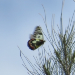 Delias aganippe at Stromlo, ACT - 11 Nov 2021 11:46 AM