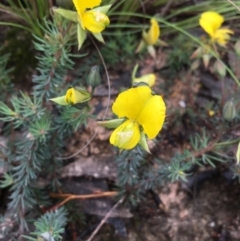 Gompholobium minus (Dwarf Wedge Pea) at Boro, NSW - 13 Nov 2021 by mcleana