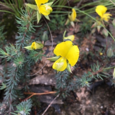 Gompholobium minus (Dwarf Wedge Pea) at Boro, NSW - 13 Nov 2021 by mcleana