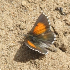 Lucia limbaria (Chequered Copper) at Stony Creek - 11 Nov 2021 by Christine