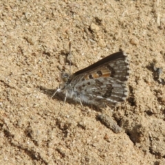 Lucia limbaria at Stromlo, ACT - 11 Nov 2021 11:10 AM